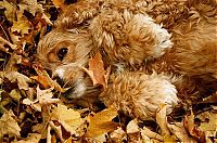 Fauna & Flora: autumn dog