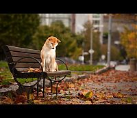 Fauna & Flora: autumn dog