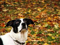 TopRq.com search results: autumn dog