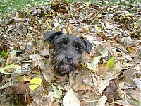 Fauna & Flora: autumn dog