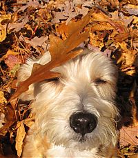 Fauna & Flora: autumn dog