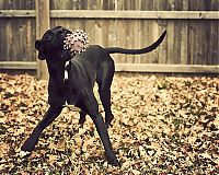 Fauna & Flora: autumn dog