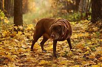 Fauna & Flora: autumn dog