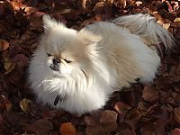 Fauna & Flora: autumn dog