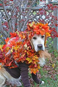 TopRq.com search results: autumn dog