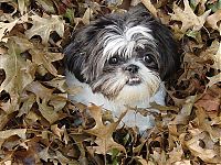 TopRq.com search results: autumn dog