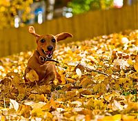 TopRq.com search results: autumn dog