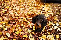 Fauna & Flora: autumn dog