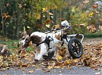 Fauna & Flora: autumn dog