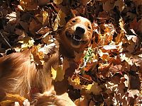 Fauna & Flora: autumn dog