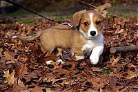 TopRq.com search results: autumn dog