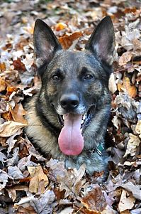 Fauna & Flora: autumn dog