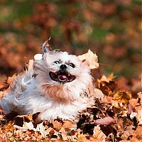 Fauna & Flora: autumn dog