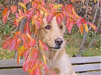 TopRq.com search results: autumn dog