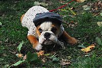 TopRq.com search results: autumn dog
