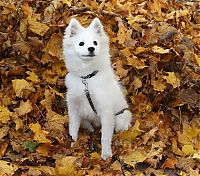 TopRq.com search results: autumn dog