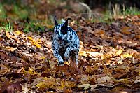 Fauna & Flora: autumn dog