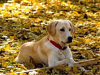 TopRq.com search results: autumn dog