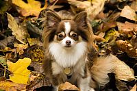 TopRq.com search results: autumn dog