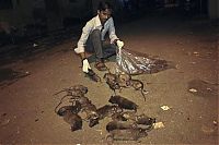 Fauna & Flora: Rat-catching, Mumbai, India