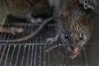 Fauna & Flora: Rat-catching, Mumbai, India