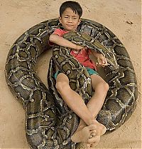 Fauna & Flora: Oun Sambvath and Cham Roeun, boy with his python friend, Set-Tbau, Cambodia