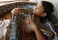 Fauna & Flora: Oun Sambvath and Cham Roeun, boy with his python friend, Set-Tbau, Cambodia