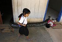 Fauna & Flora: Oun Sambvath and Cham Roeun, boy with his python friend, Set-Tbau, Cambodia