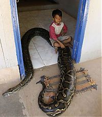 Fauna & Flora: Oun Sambvath and Cham Roeun, boy with his python friend, Set-Tbau, Cambodia