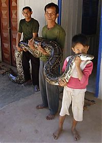 Fauna & Flora: Oun Sambvath and Cham Roeun, boy with his python friend, Set-Tbau, Cambodia