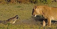 Fauna & Flora: alligator fighting against lions