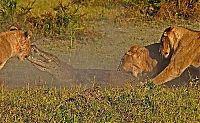 Fauna & Flora: alligator fighting against lions