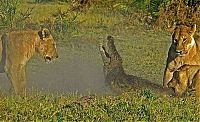 TopRq.com search results: alligator fighting against lions