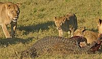 Fauna & Flora: alligator fighting against lions