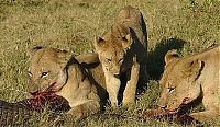 Fauna & Flora: alligator fighting against lions