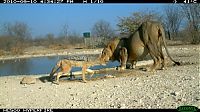 Fauna & Flora: jackal against a lion