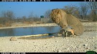 Fauna & Flora: jackal against a lion