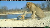 Fauna & Flora: jackal against a lion