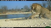 Fauna & Flora: jackal against a lion