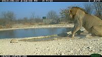 Fauna & Flora: jackal against a lion