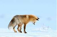 TopRq.com search results: Fox hunting for a mouse, Yellowstone National Park, Wyoming, United States