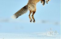 Fauna & Flora: Fox hunting for a mouse, Yellowstone National Park, Wyoming, United States