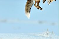 Fauna & Flora: Fox hunting for a mouse, Yellowstone National Park, Wyoming, United States