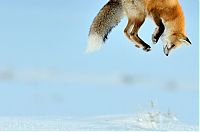TopRq.com search results: Fox hunting for a mouse, Yellowstone National Park, Wyoming, United States