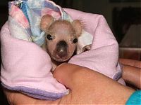 Fauna & Flora: baby twin koalas rescued