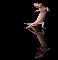 Fauna & Flora: dancing gecko lizard