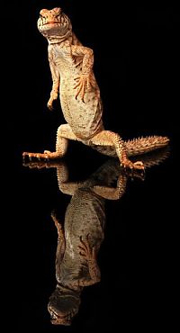 Fauna & Flora: dancing gecko lizard