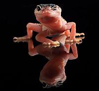 Fauna & Flora: dancing gecko lizard