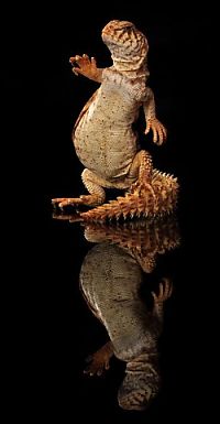 TopRq.com search results: dancing gecko lizard