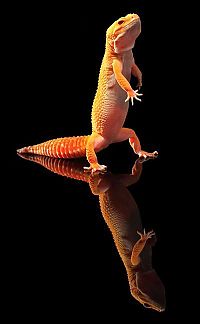 Fauna & Flora: dancing gecko lizard